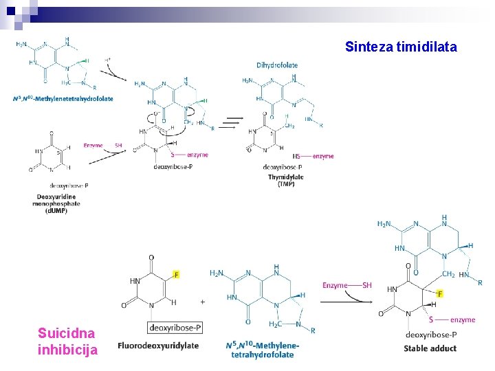 Sinteza timidilata Suicidna inhibicija 