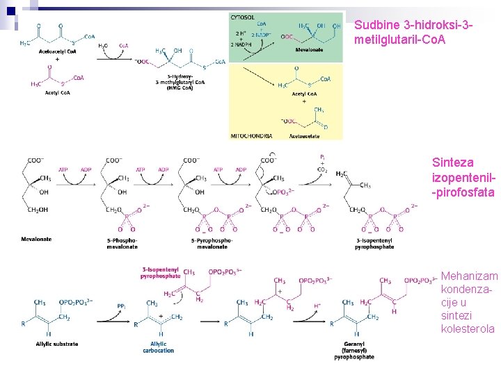 Sudbine 3 -hidroksi-3 metilglutaril-Co. A Sinteza izopentenil-pirofosfata Mehanizam kondenzacije u sintezi kolesterola 