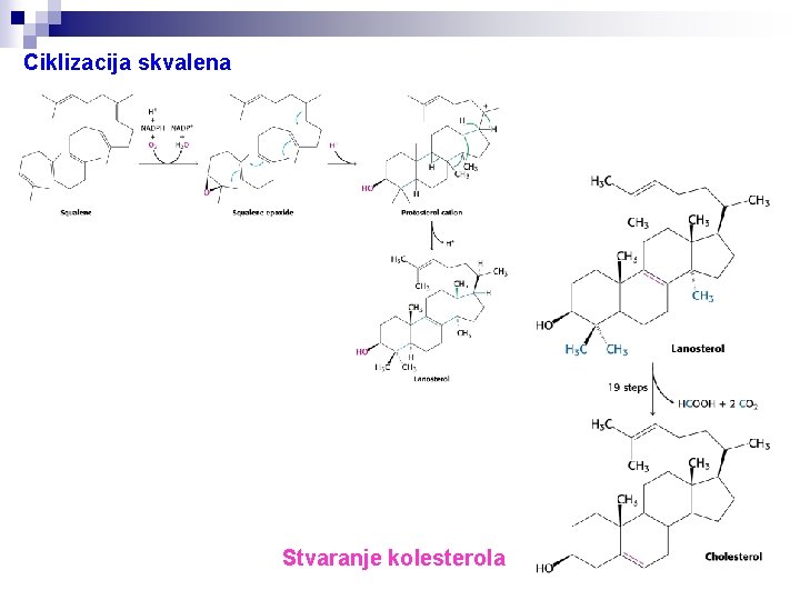 Ciklizacija skvalena Stvaranje kolesterola 