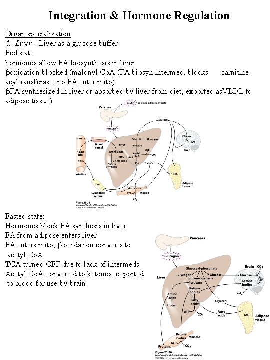Integration & Hormone Regulation Organ specialization 4. Liver - Liver as a glucose buffer