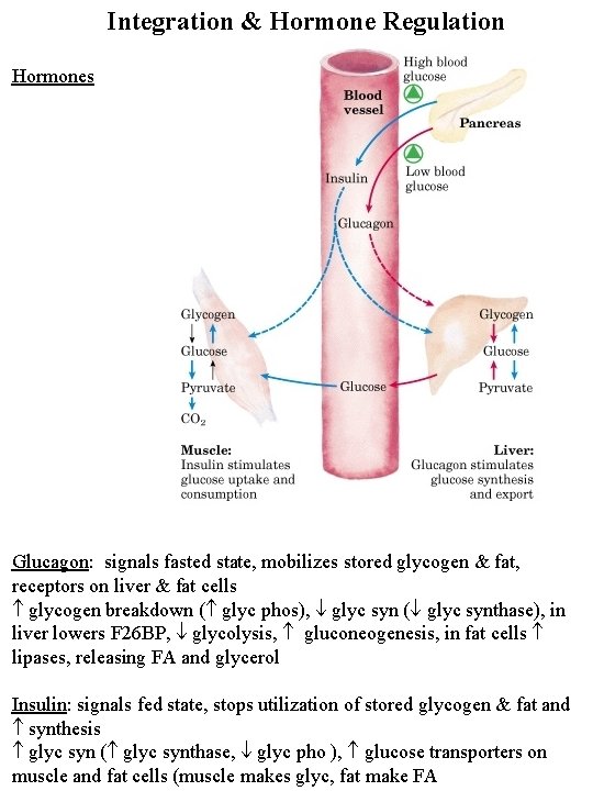 Integration & Hormone Regulation Hormones Glucagon: signals fasted state, mobilizes stored glycogen & fat,