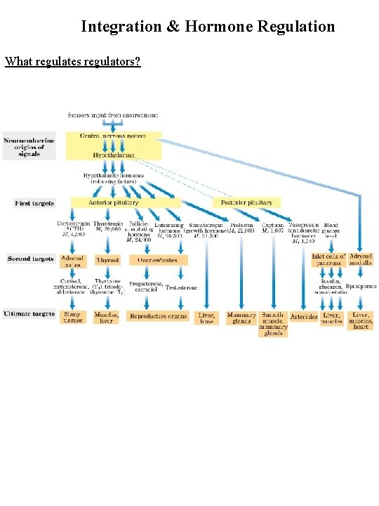 Integration & Hormone Regulation What regulates regulators? 