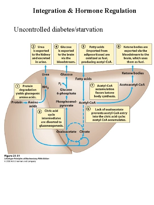 Integration & Hormone Regulation Uncontrolled diabetes/starvation 