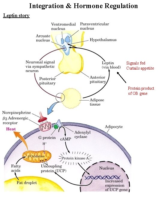 Integration & Hormone Regulation Leptin story Signals fed Curtails appetite Protein product of OB