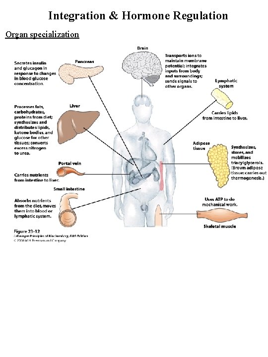 Integration & Hormone Regulation Organ specialization 