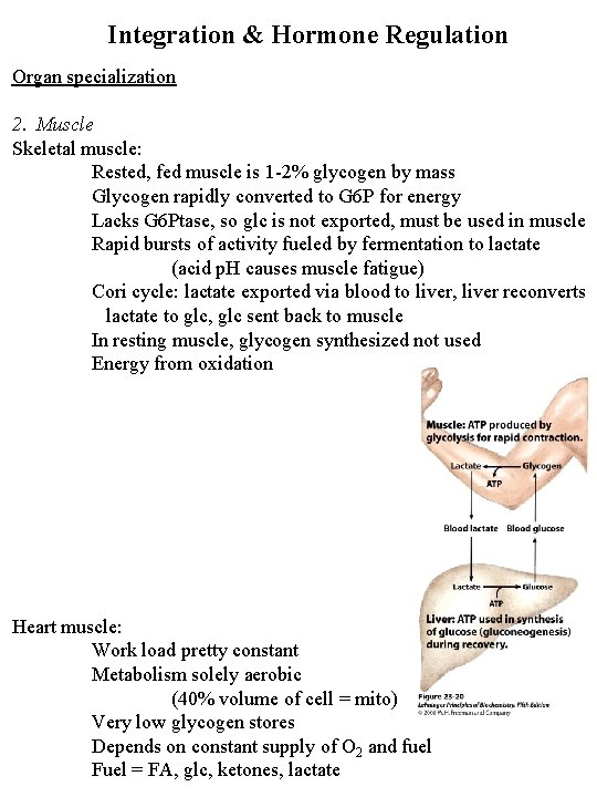 Integration & Hormone Regulation Organ specialization 2. Muscle Skeletal muscle: Rested, fed muscle is