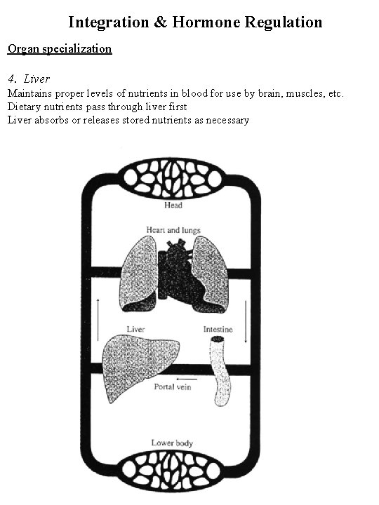 Integration & Hormone Regulation Organ specialization 4. Liver Maintains proper levels of nutrients in