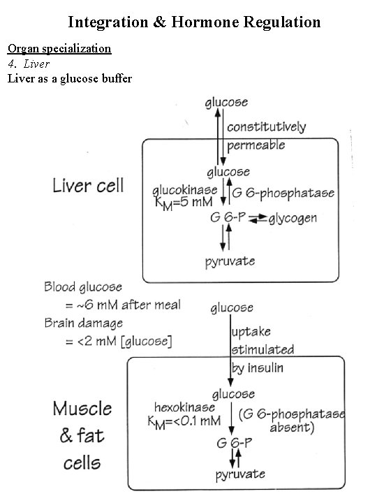 Integration & Hormone Regulation Organ specialization 4. Liver as a glucose buffer 