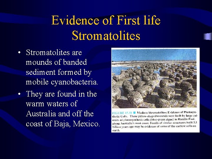 Evidence of First life Stromatolites • Stromatolites are mounds of banded sediment formed by