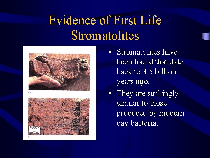 Evidence of First Life Stromatolites • Stromatolites have been found that date back to
