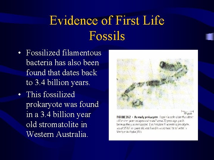 Evidence of First Life Fossils • Fossilized filamentous bacteria has also been found that