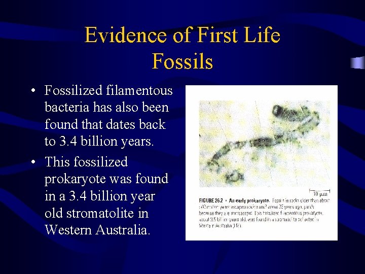 Evidence of First Life Fossils • Fossilized filamentous bacteria has also been found that