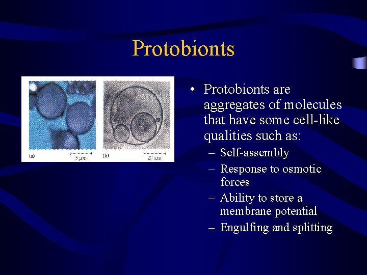 Protobionts • Protobionts are aggregates of molecules that have some cell-like qualities such as: