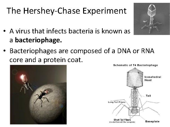 The Hershey-Chase Experiment • A virus that infects bacteria is known as a bacteriophage.