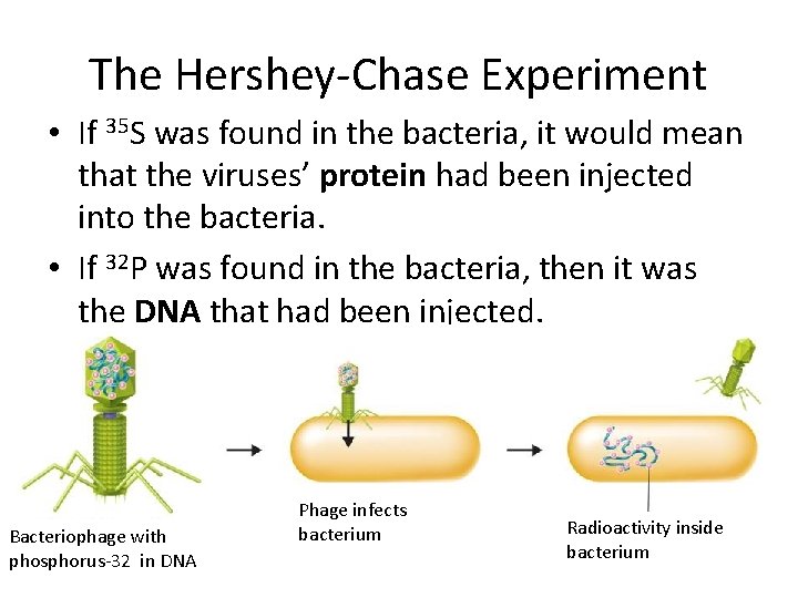 The Hershey-Chase Experiment • If 35 S was found in the bacteria, it would