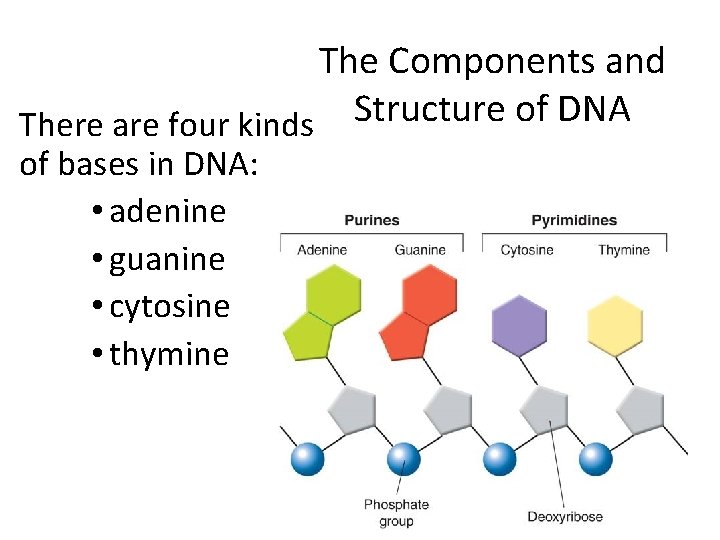 The Components and There are four kinds Structure of DNA of bases in DNA: