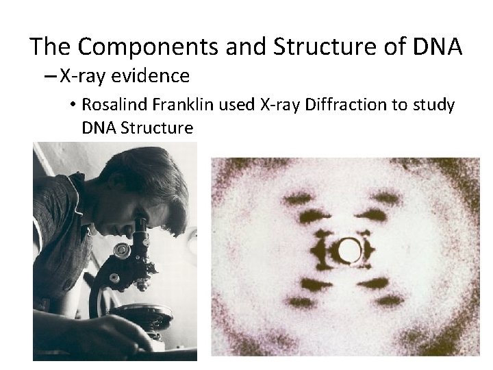 The Components and Structure of DNA – X-ray evidence • Rosalind Franklin used X-ray