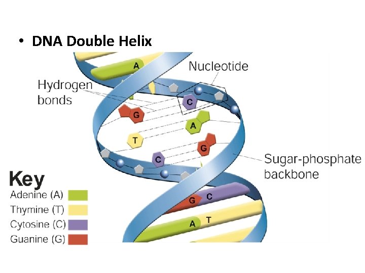  • DNA Double Helix 
