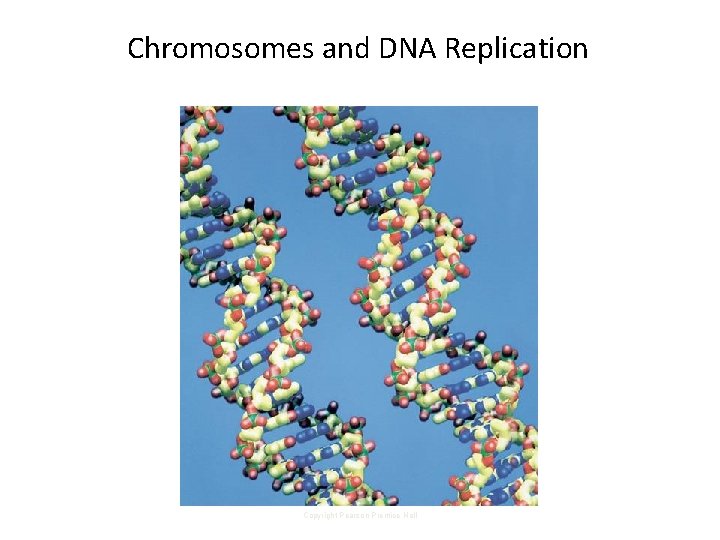 12 -2 Chromosomes and DNA Replication Copyright Pearson Prentice Hall 