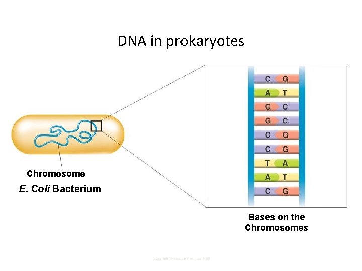 DNA in prokaryotes Chromosome E. Coli Bacterium Bases on the Chromosomes Copyright Pearson Prentice