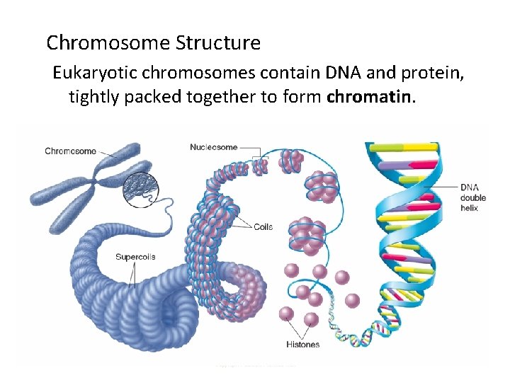 Chromosome Structure Eukaryotic chromosomes contain DNA and protein, tightly packed together to form chromatin.