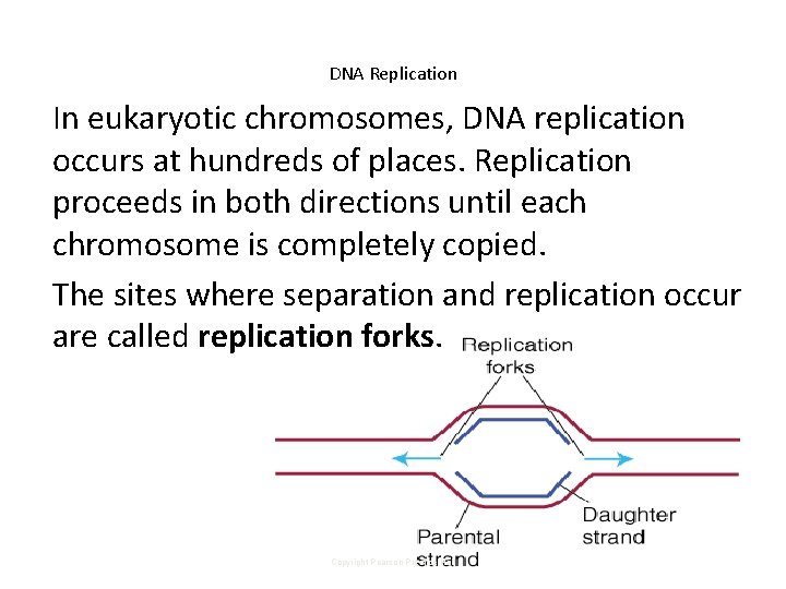 DNA Replication In eukaryotic chromosomes, DNA replication occurs at hundreds of places. Replication proceeds