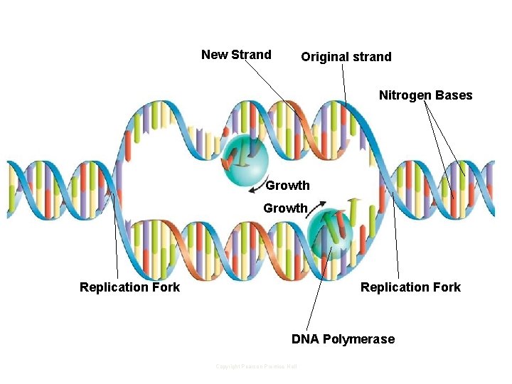 New Strand Original strand Nitrogen Bases Growth Replication Fork DNA Polymerase Copyright Pearson Prentice