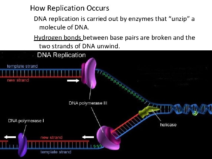 How Replication Occurs DNA replication is carried out by enzymes that “unzip” a molecule