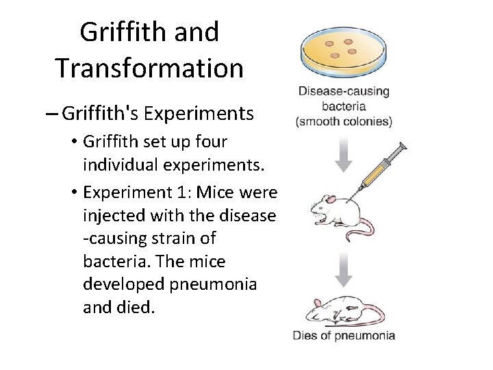 Griffith and Transformation – Griffith's Experiments • Griffith set up four individual experiments. •