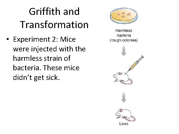 Griffith and Transformation • Experiment 2: Mice were injected with the harmless strain of