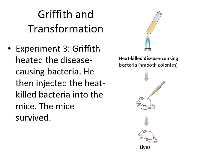 Griffith and Transformation • Experiment 3: Griffith heated the diseasecausing bacteria. He then injected