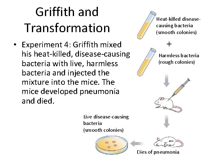 Griffith and Transformation • Experiment 4: Griffith mixed his heat-killed, disease-causing bacteria with live,
