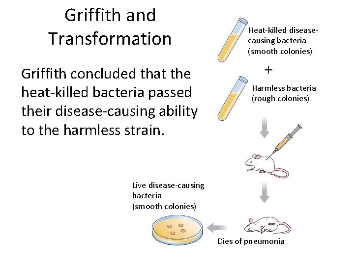 Griffith and Transformation Griffith concluded that the heat-killed bacteria passed their disease-causing ability to