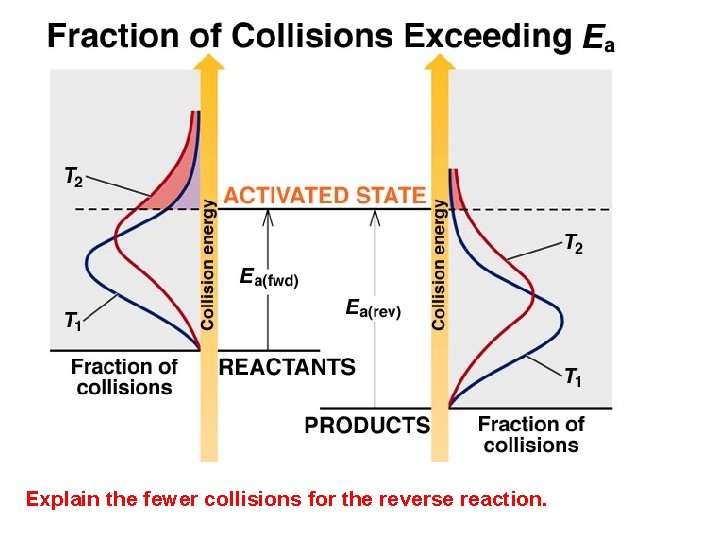 Explain the fewer collisions for the reverse reaction. 