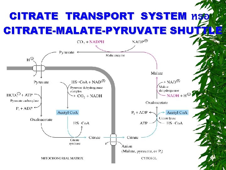 CITRATE TRANSPORT SYSTEM หรอ CITRATE-MALATE-PYRUVATE SHUTTLE 