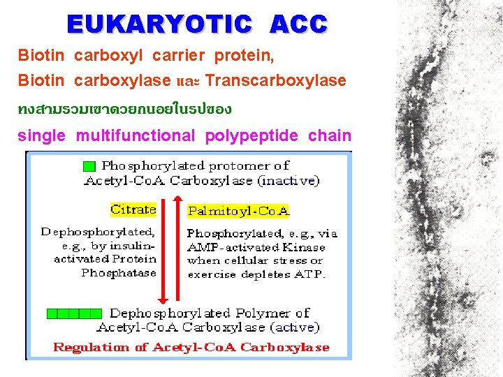 EUKARYOTIC ACC Biotin carboxyl carrier protein, Biotin carboxylase และ Transcarboxylase ทงสามรวมเขาดวยกนอยในรปของ single multifunctional polypeptide