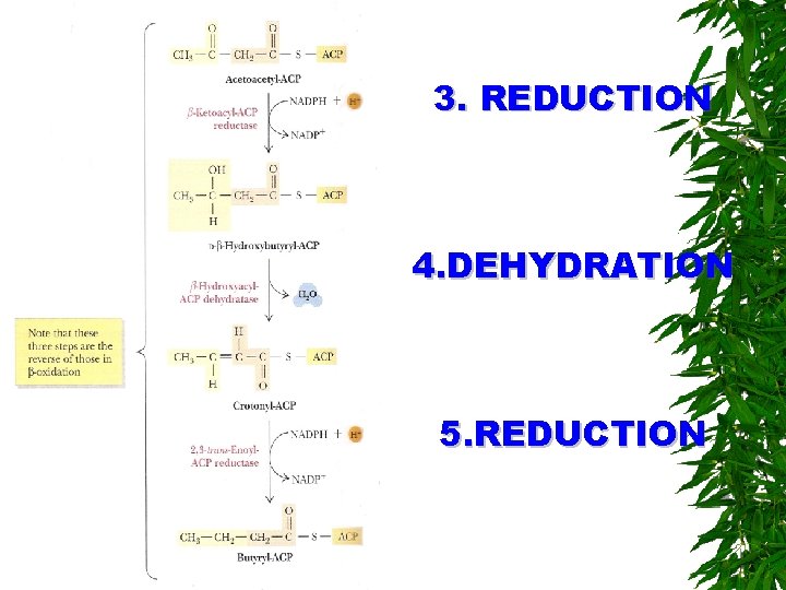 3. REDUCTION 4. DEHYDRATION 5. REDUCTION 