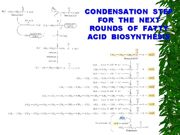 CONDENSATION STEP FOR THE NEXT ROUNDS OF FATTY ACID BIOSYNTHESIS 