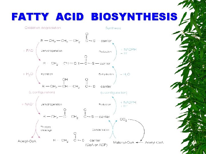 FATTY ACID BIOSYNTHESIS 