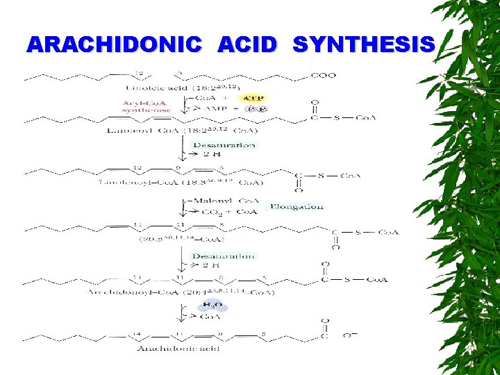 ARACHIDONIC ACID SYNTHESIS 