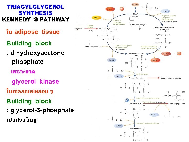 TRIACYLGLYCEROL SYNTHESIS KENNEDY ‘S PATHWAY ใน adipose tissue Building block : dihydroxyacetone phosphate เพราะขาด