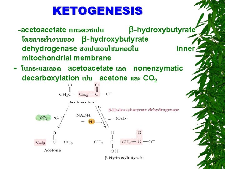 KETOGENESIS -acetoacetate ถกรดวซเปน -hydroxybutyrate โดยการทำงานของ -hydroxybutyrate dehydrogenase ซงเปนเอนไซมทอยใน inner mitochondrial membrane - ในกระแสเลอด acetoacetate