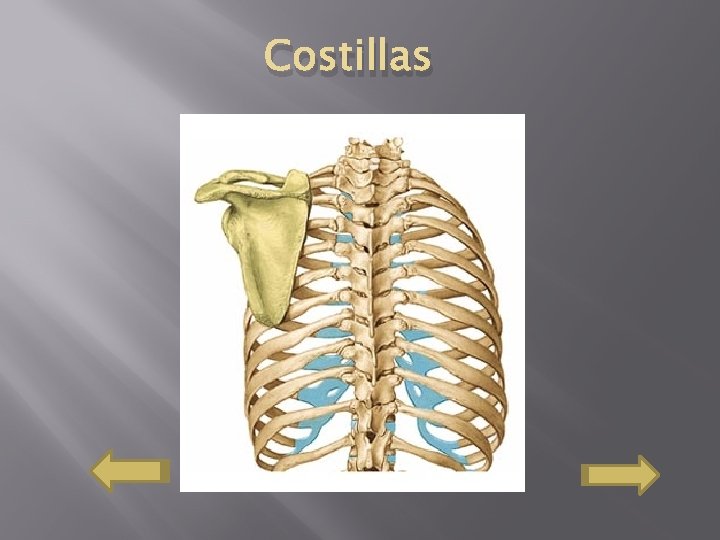 Costillas 