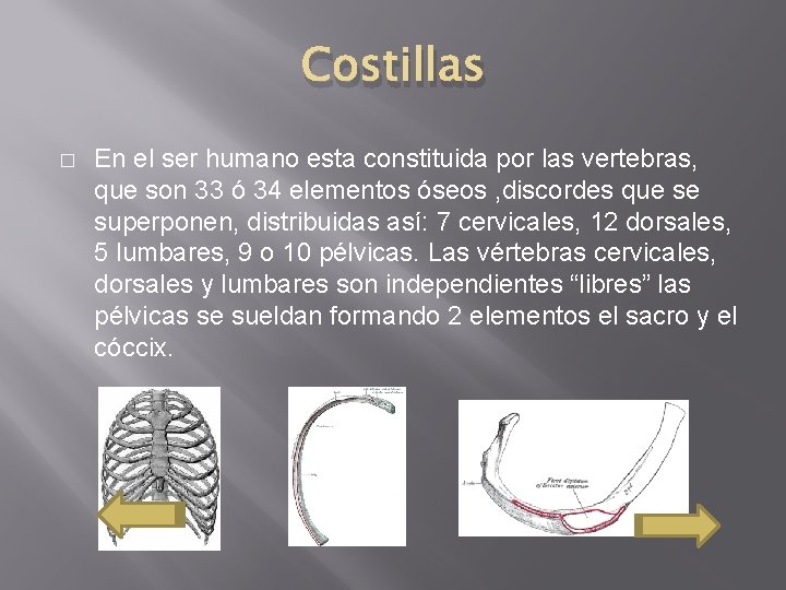 Costillas � En el ser humano esta constituida por las vertebras, que son 33