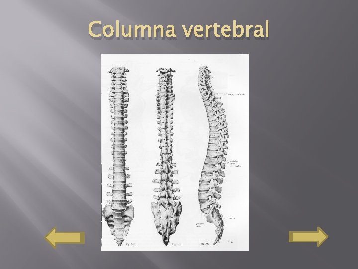 Columna vertebral 