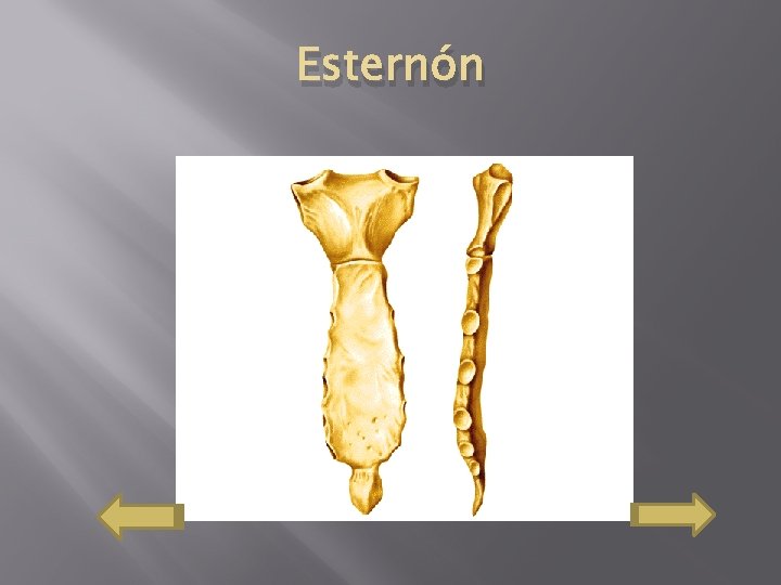 Esternón 