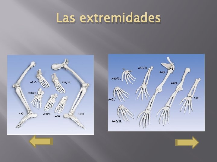 Las extremidades 