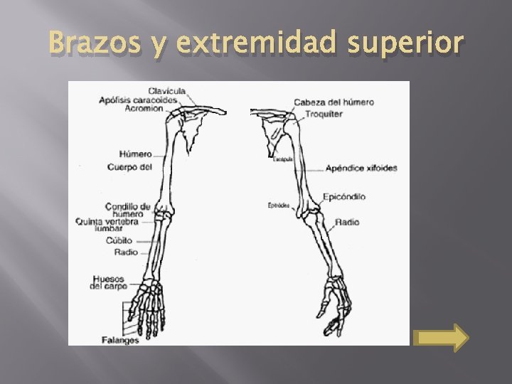 Brazos y extremidad superior 