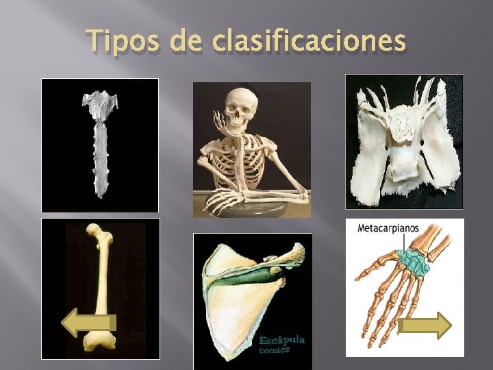 Tipos de clasificaciones 