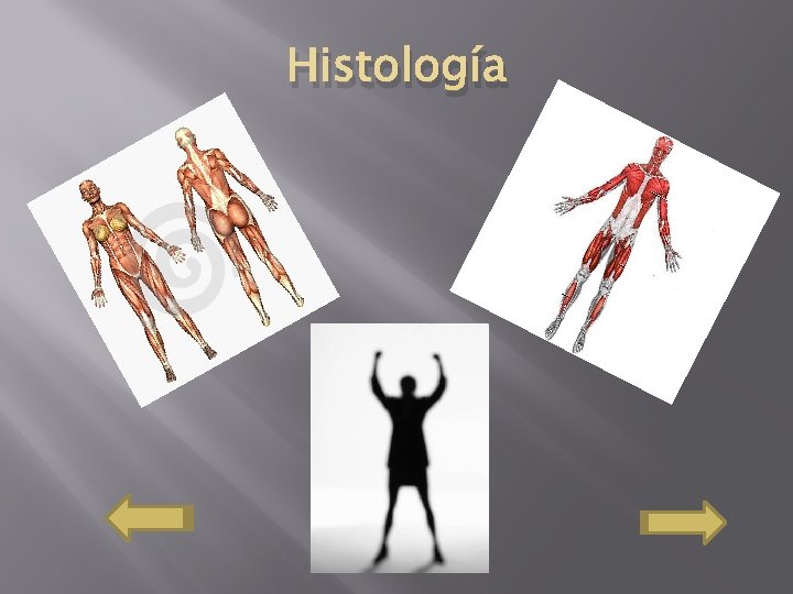 Histología 